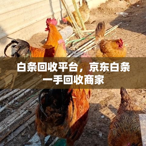 白条回收平台，京东白条一手回收商家