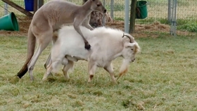 羊小咩便荔卡取现水准 嗖2354717取现，羊小咩便荔卡取现