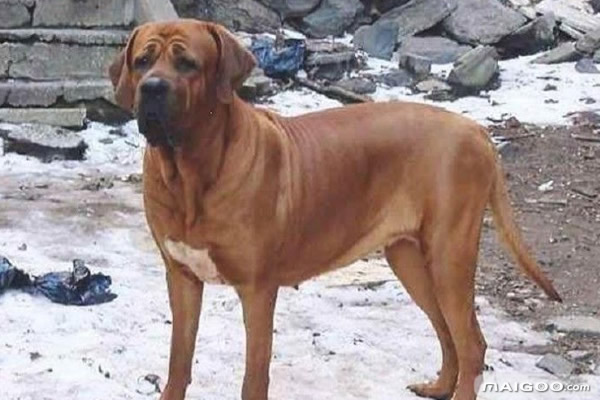 十大排名中最贵的狗前十名最贵的狗