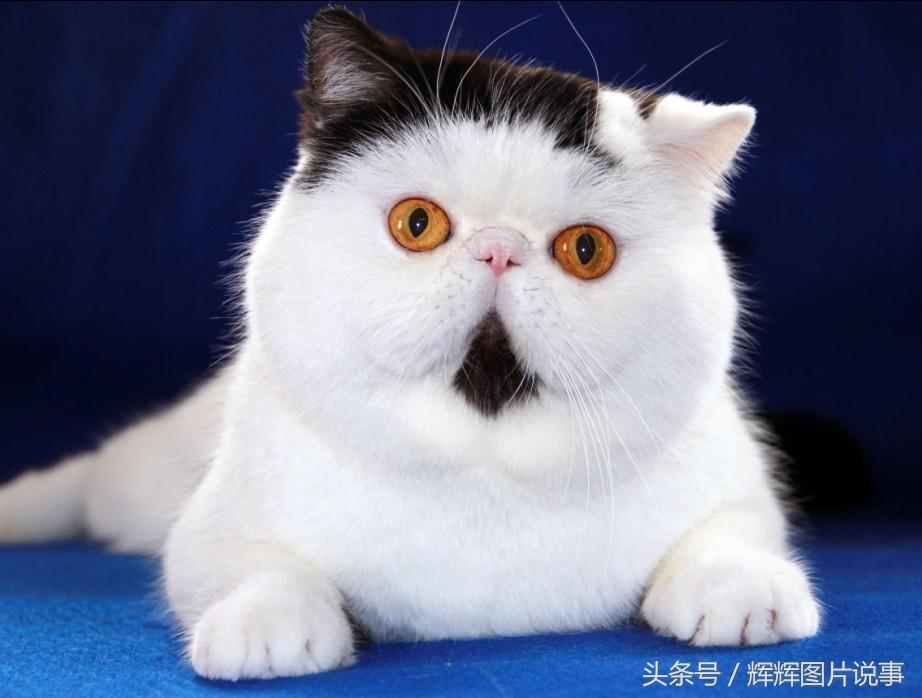 世界最名贵的十大宠物猫，布偶猫排第六，第一全球每年产量仅有100只世界上最强的猫咪