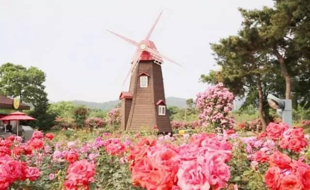 纯露的十大排名玫瑰纯露品牌十大排名