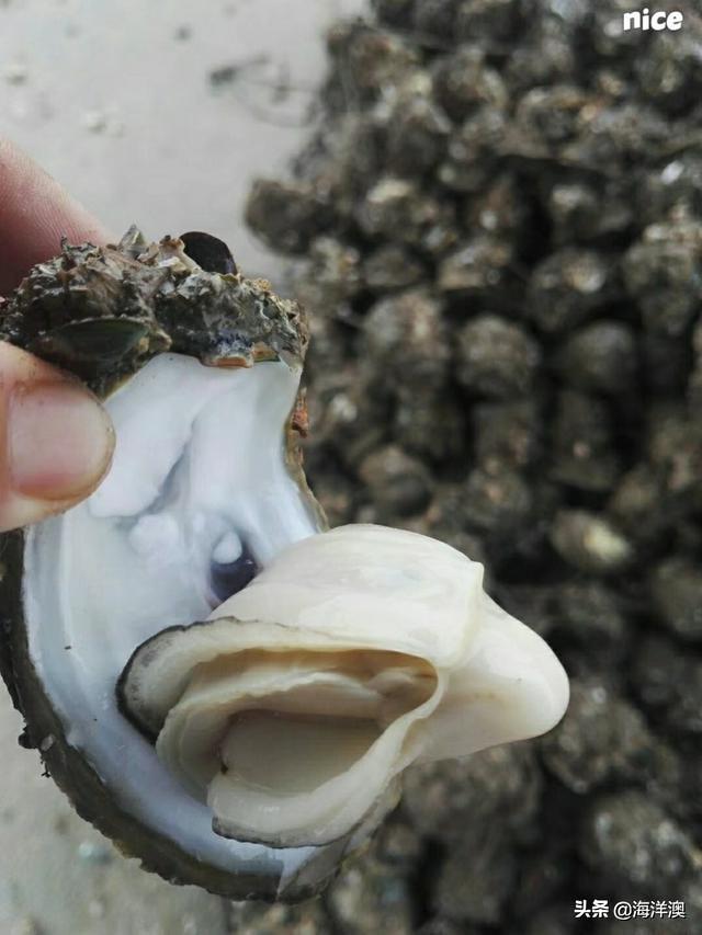 世界各国的生牛肉美食,世界各地的牛肉美食世界各国肉类食用排名