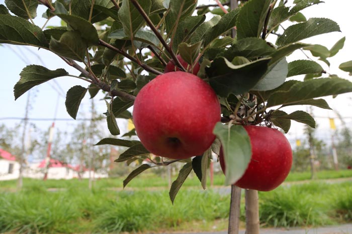 深圳市琦白久(骐佰玖)商业管理有限公司买酒赠股是真的吗?打新股买酒认购原始股上市消息是真实的吗?琦白久(骐佰玖)酒业股票兑换上市是真的吗?