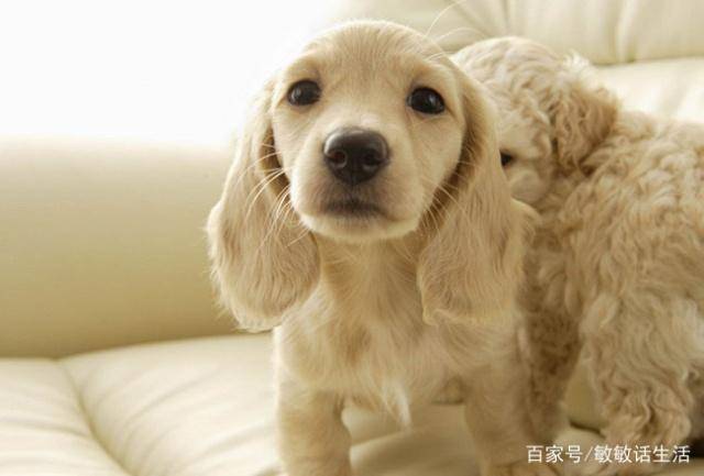 精神世界宠物排名前十精神世界搭配