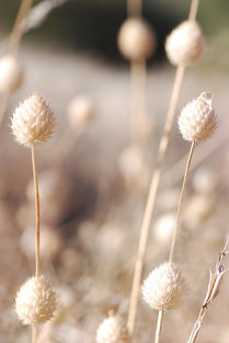 护肤品草本植物，护肤品十大排名草本