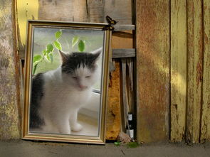 十部恐怖动漫,恐怖犬十大排名动漫