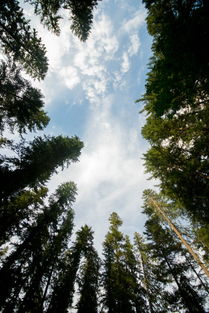 世界树高排名，全世界前十树木排名